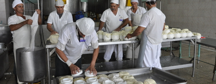 Incrementa Camagüey producciones lácteas desde los municipios