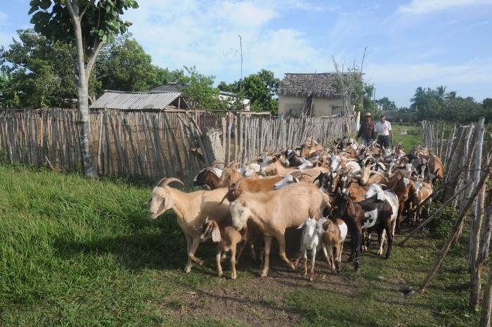 Crece en Jimaguayú ganado ovino-caprino