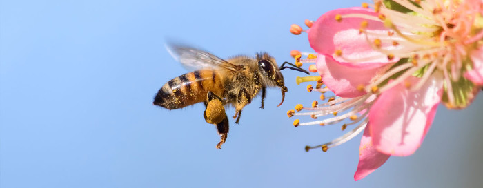 Sin abejas no habría vida humana