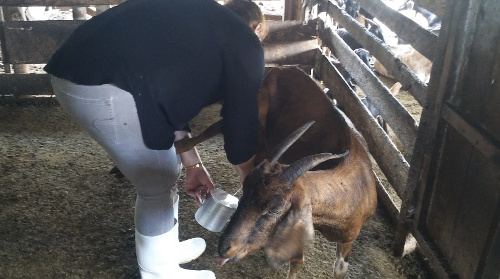 Ellas cambiaron la vaca por la chiva