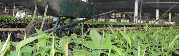 Camagüey promueve prácticas a favor de la agricultura sostenible