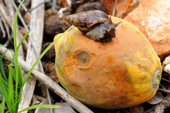 Vigilancia en Camagüey ante posible presencia del caracol gigante africano