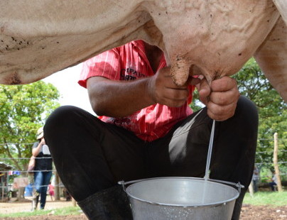 Ganaderos camagüeyanos por más leche a la industria