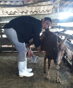 Arianni Rosillo, mayor productora de leche en la provincia, por encima de 70 litros diarios.
