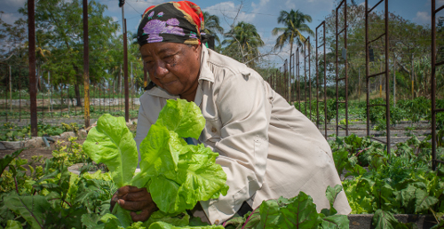 Prácticas agroecológicas distinguen organopónico en Céspedes