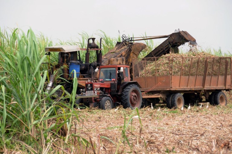 Batalla final de zafra se gana o pierde en “Batalla” 