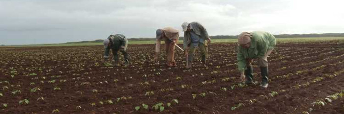 Sierra de Cubitas consolida producción de alimentos