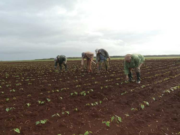 Sierra de Cubitas consolida producción de alimentos