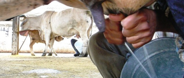 Buen acopio de leche en Camaguey