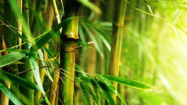 Bambú: una riqueza incalculable