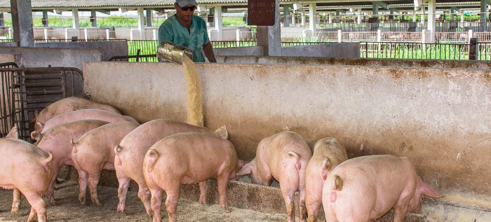 Porcicultores camagüeyanos buscan alternativas alimentarias
