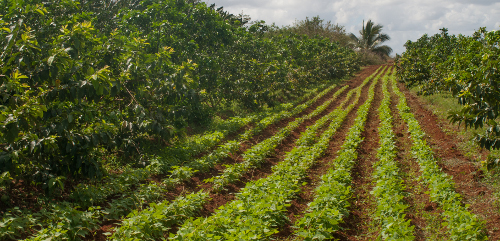 Sierra de Cubitas prioriza la producción de alimentos