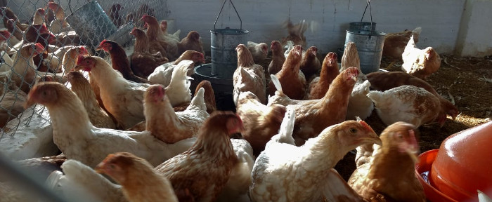 Acciones para aumentar la producción de carne de pollo