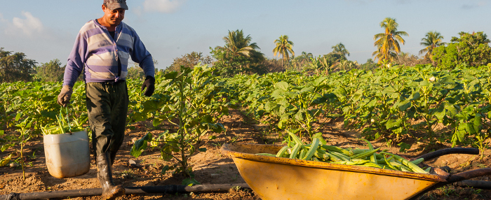 Agricultura 