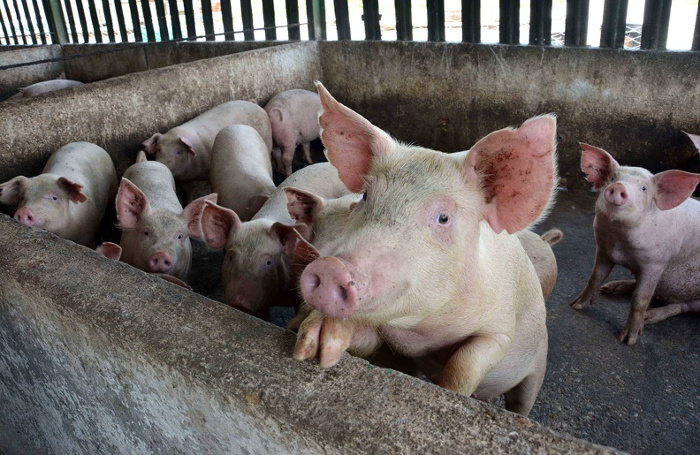 Incrementar la cría de cerdos asegurando desde sus propios terrenos la mayor parte de la comida necesaria para los animales, es el propósito de Reibel.