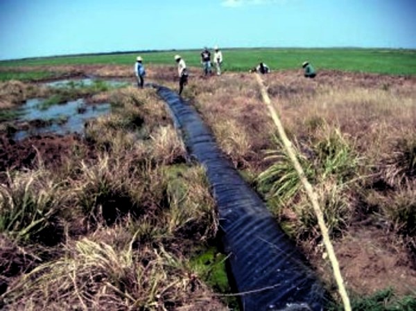 Validan en Cuba mangueras flexibles para riego en cultivo arrocero