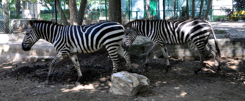 Kamazoo 2019: no solo para animales en cautiverio