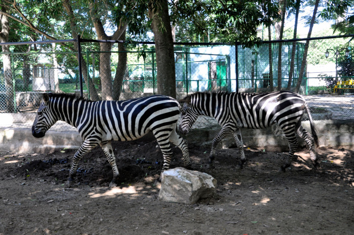 Kamazoo 2019: no solo para animales en cautiverio 