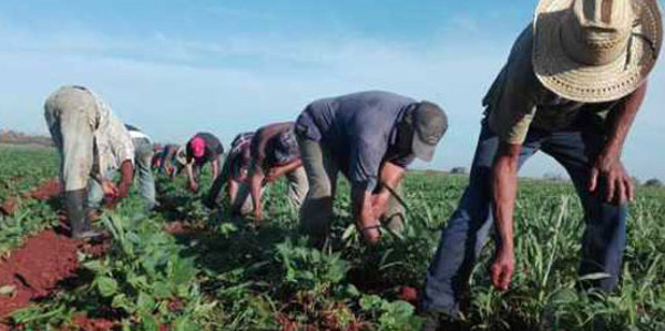 Favorable siembra de frío para producción de alimentos