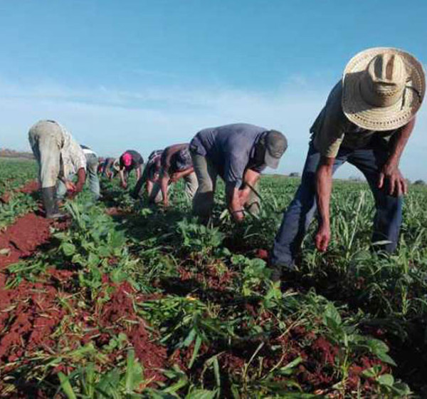 Camagüey posee en producción cinco polos que tienen el encargo de tributar alimentos a los municipios donde están enclavados y a la cabecera provincial. Foto: Archivo Favorable siembra de frío para producción de alimentos
