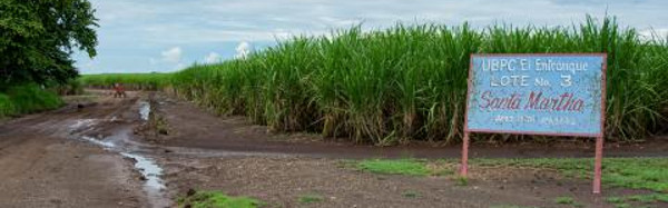 Cosecheros cañeros de Cuba en Camagüey