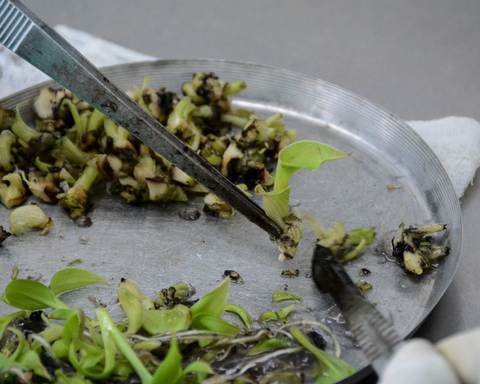 Camagüey asegura producción de semillas para la agricultura