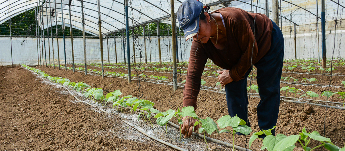 Productores de la finca El Alacrán destacados en Manejo Sostenible de Tierras