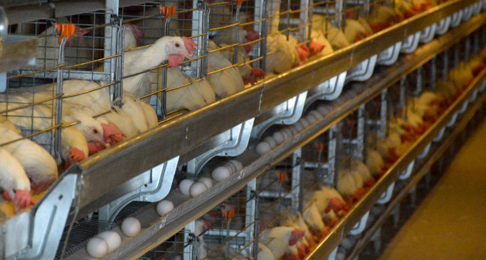 En Camagüey, gallinas vips