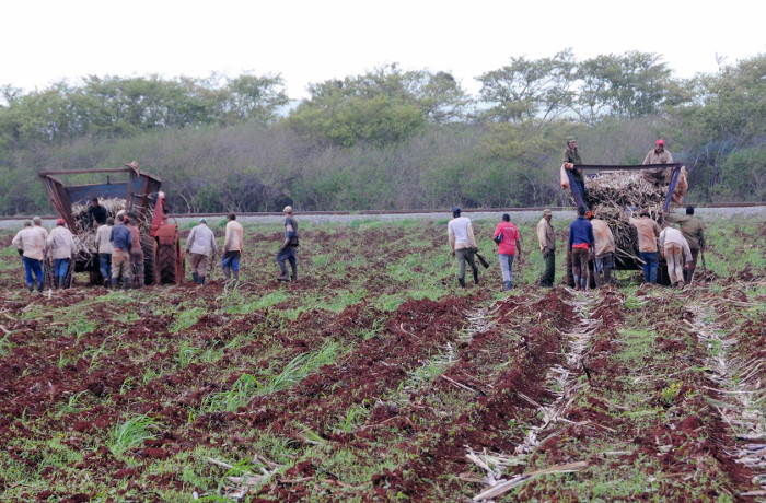 Sede Camagüey de encuentro nacional de productores cañeros