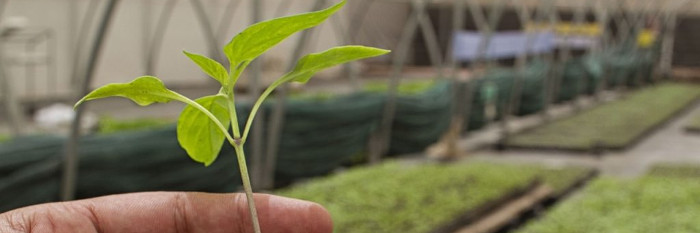 Certifican en Camagüey nuevas fincas agroecológicas