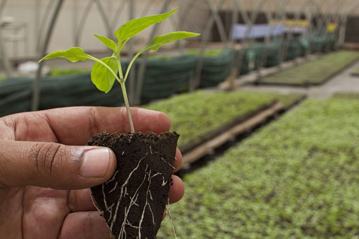 Foto: Tomada de redes.org.uy Certifican en Camagüey nuevas fincas agroecológicas