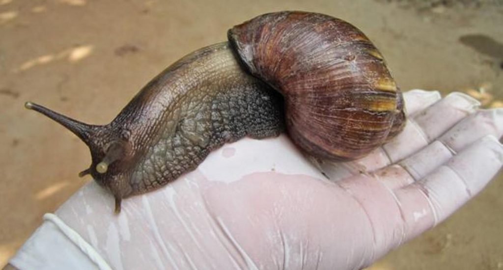 Puertas Abiertas de la Academia para controlar al Caracol Gigante Africano