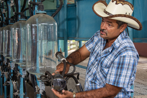 El sistema de ordeño mecanizado garantiza altos niveles de productividad, eficiencia e higiene para el proceso, lo que representa un incremento en los ingresos del productor por la leche de calidad que obtiene ,apunta Onel.
