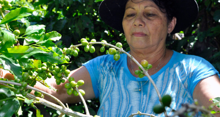 Se mantienen en la vanguardia campesinos camagüeyanos