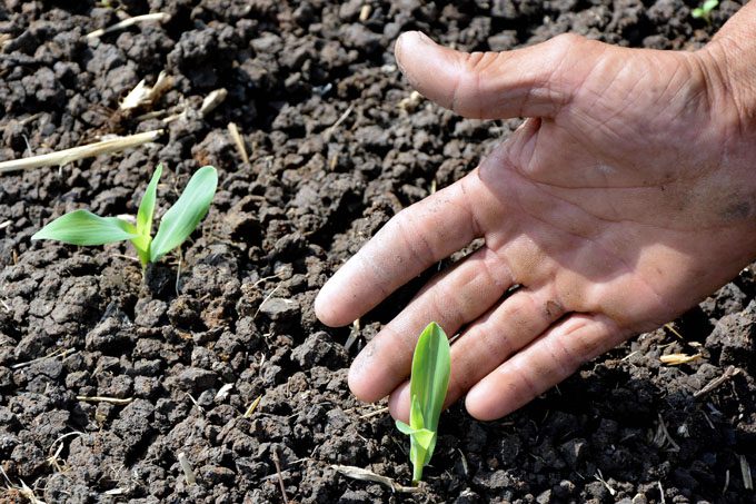 La agricultura en Cuba: no empata el palo y la chambelona