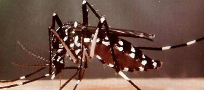 Dengue: igual a nivel alto de infestación de Aedes aegypti