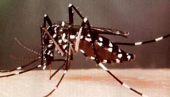 Foto: Tomada de radiohc.cu Dengue: igual a nivel alto de infestación de Aedes aegypti