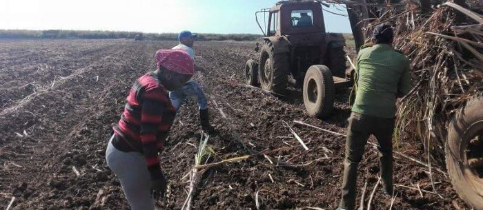 Cooperativa de Santa Cruz del Sur se recupera y promete más caña