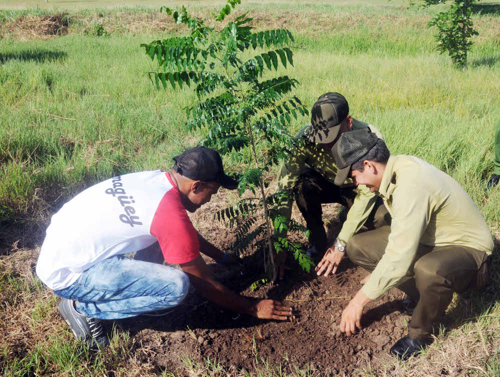 En Camagüey, más árboles por la vida