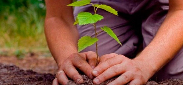 Mayor superficie de bosques en Cuba