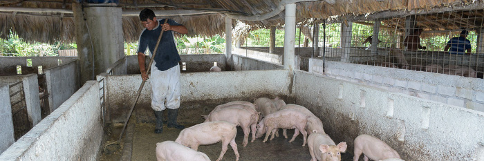 Producen más de 3 500 toneladas de carne porcina en Camagüey