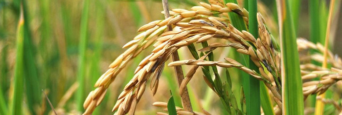 Producción de arroz decae casi a la mitad en Camagüey