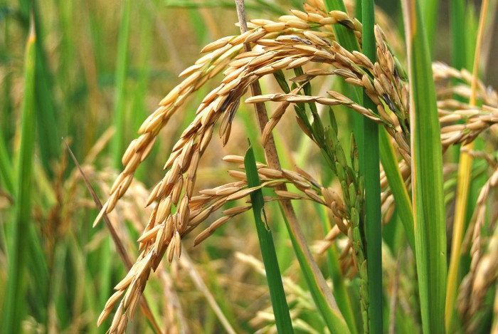 Foto: Tomada de cadenagramonte.cu Producción de arroz decae casi a la mitad en Camagüey