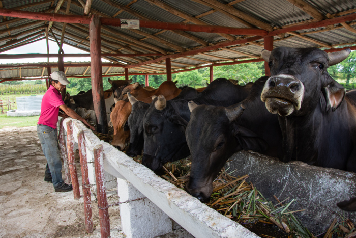 “With recollection brigades after the cutting machines, we were able to collect over 1200 tons of cane that were transformed into sugar in the next stage”
