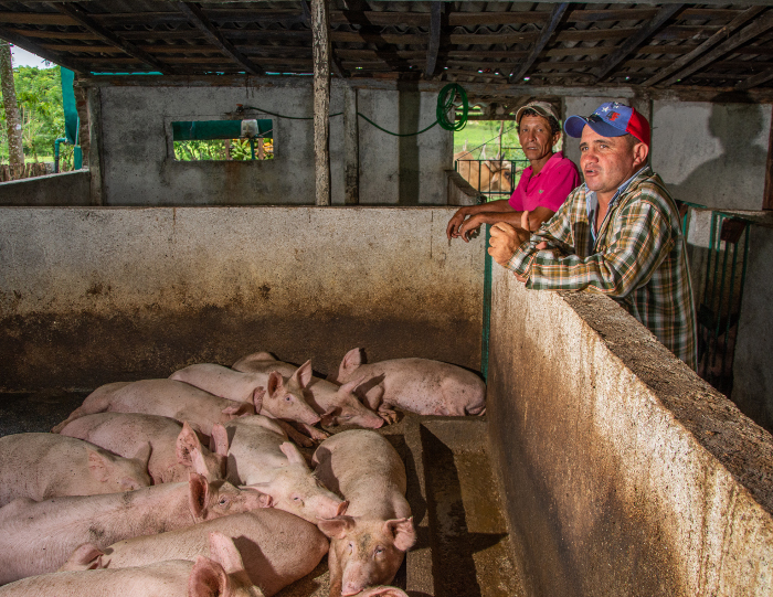 Alexei shows the neatness of the swine development with agricultural food in substitution of the industrial feed.