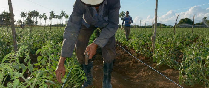 Agricultura camagüeyana con barrilla alta ante la COVID-19