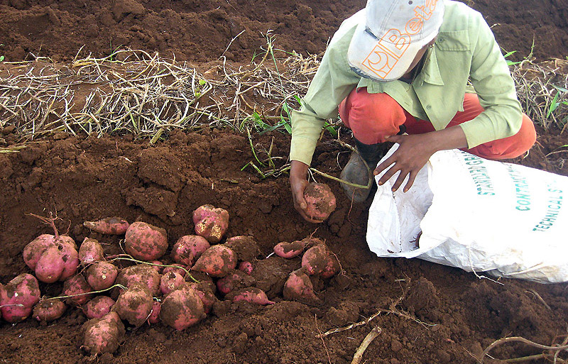 Centro científico camagüeyano aporta al desarrollo agrícola