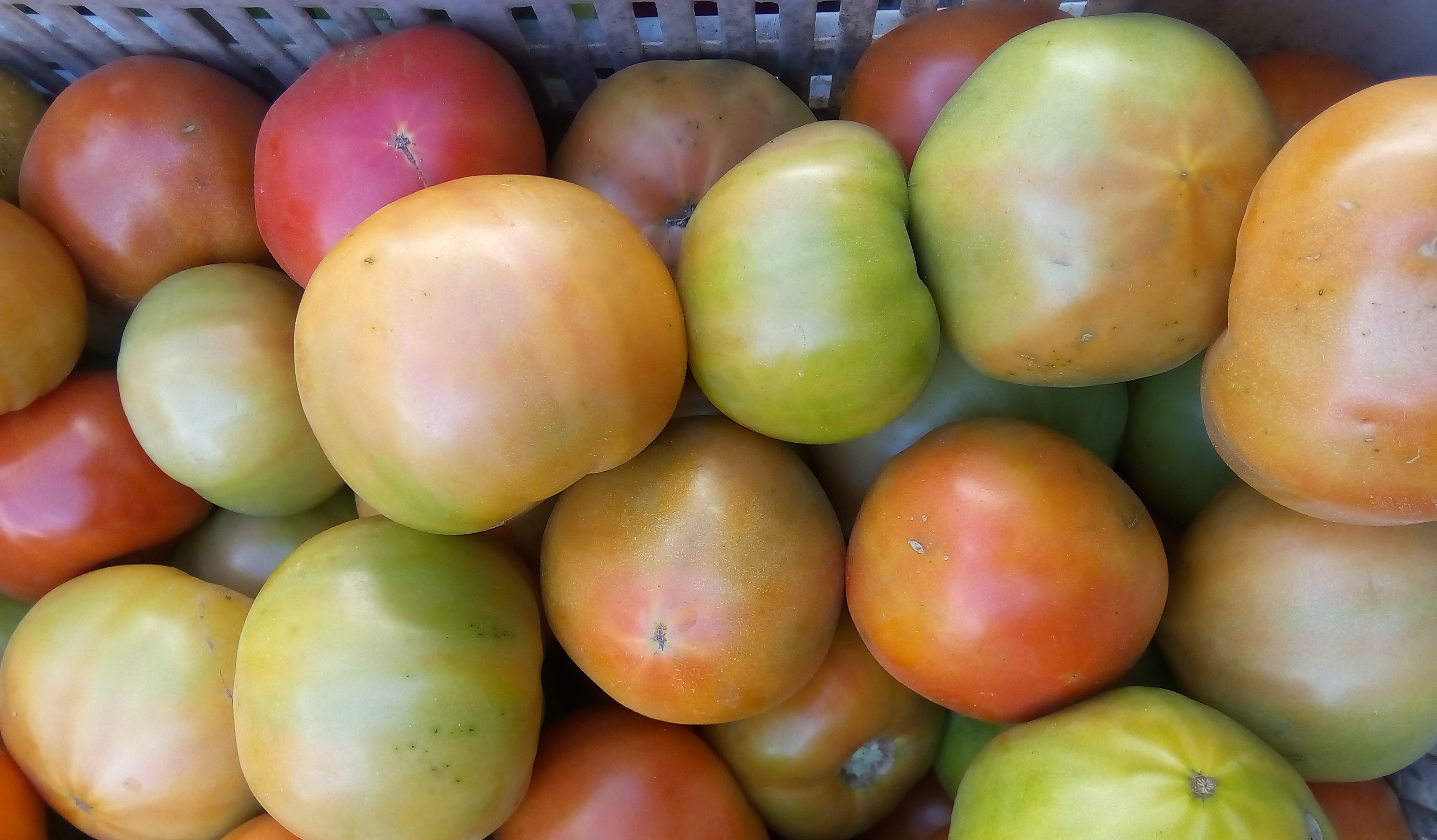 Sonríe para el Camagüey campaña tomatera