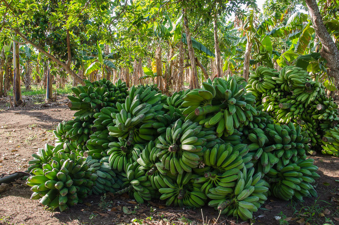 Campesinos camagüeyanos donan alimentos a hospitales que enfrentan la COVID-19