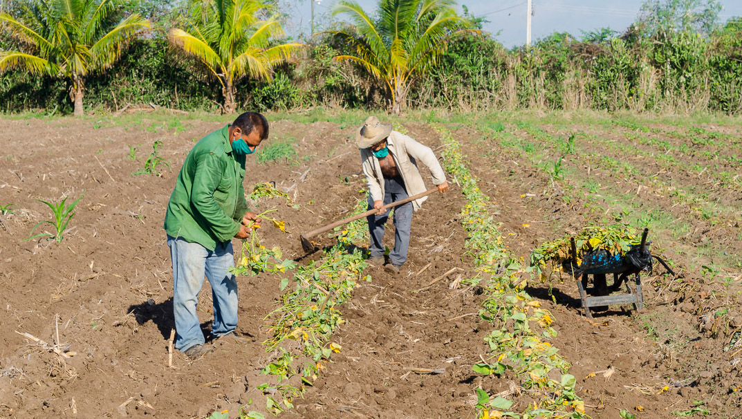 Escasas precipitaciones en Camagüey comprometen siembra de primavera